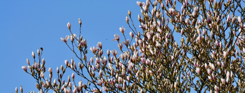 Knospen Aufblühen Kraft