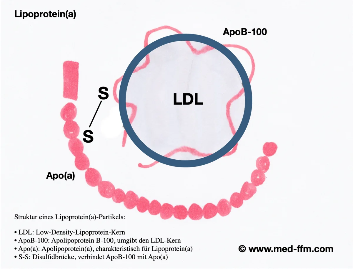 Lipoprotein(a) Partikel-Struktur